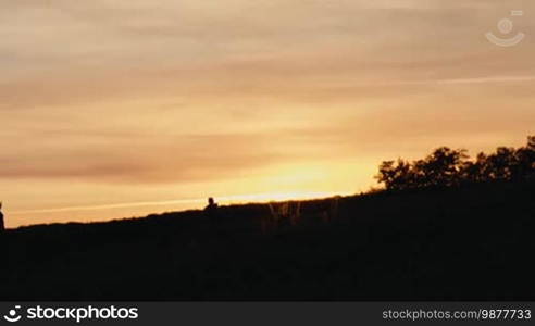 Herd of wild horses moving through the yellow hills, during pink sunset. Wild animals, wild places, running stallions