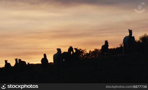 Herd of wild horses moving through the yellow hills, during pink sunset. Wild animals, wild places, running stallions