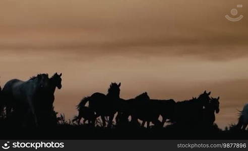 Herd of wild horses moving through the yellow hills, during pink sunset. Wild animals, wild places, running stallions