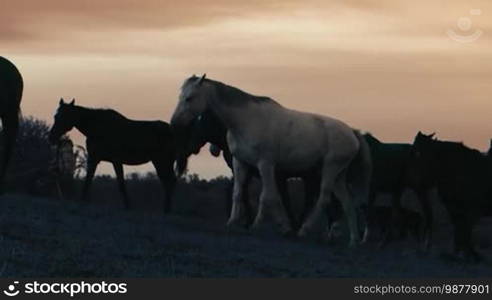 Herd of wild horses moving through the yellow hills, during pink sunset. Wild animals, wild places, running stallions