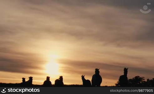 Herd of wild horses moving through the yellow hills, during pink sunset. Wild animals, wild places, running stallions