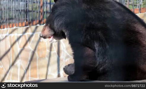 Himalayan black bear