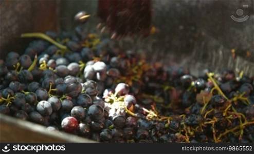 Homemade wine production - tread out the juice from the grapes