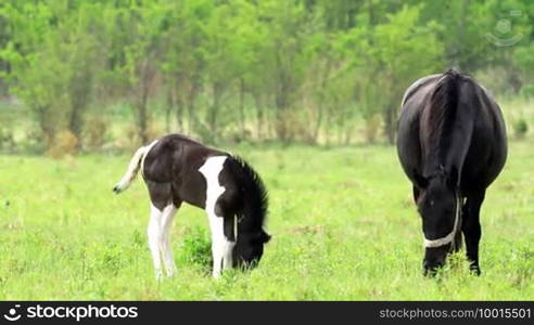 Horse family in the pasture