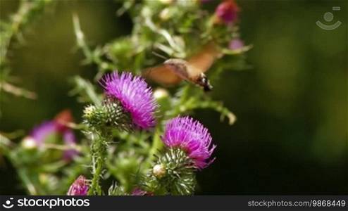 Hummingbird Hawk Moth pollinating thistle (Cirsium) wildflower