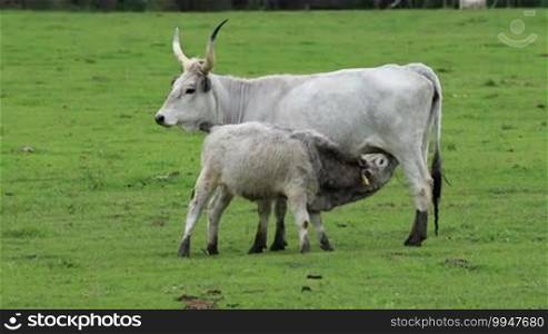 Hungarian grey cow family