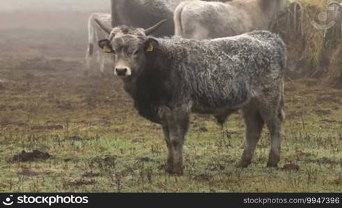 Hungarian grey cows in winter