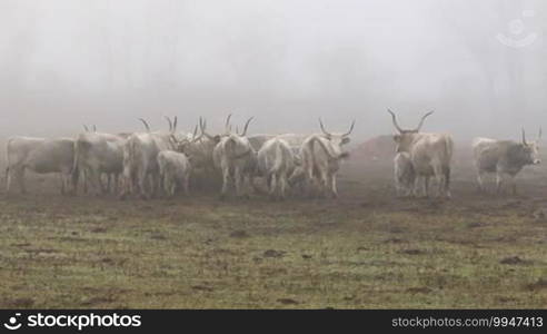 Hungarian grey cows in winter