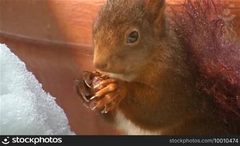 It shows a squirrel in the winter eating a nut and hiding behind a flower pot.