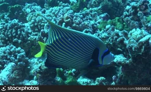 Kaiserfisch, Emperor Angelfish, Pomacanthus imperator, swims in the coral reef