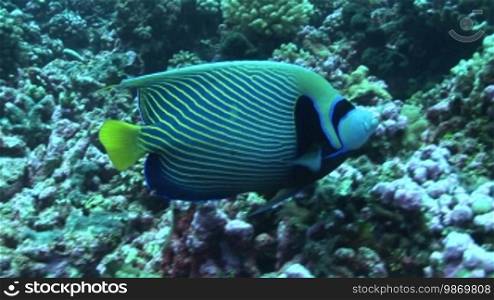 Kaiserfisch, Emperor Angelfish, Pomacanthus imperator, swims in the coral reef