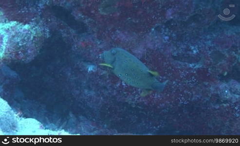 Kofferfisch (Ostraciidae), Boxfish, at the coral reef