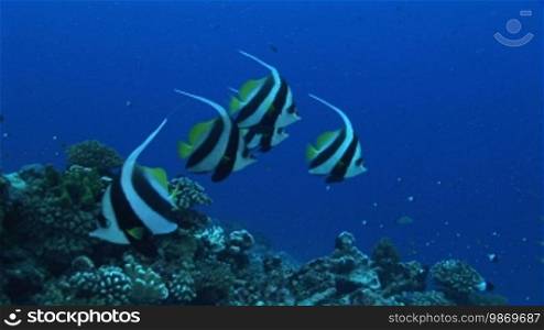 Korallen und Wimpelfische, Heniochus acuminatus, im Meer