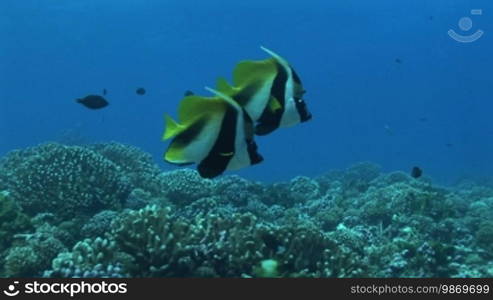 Korallen und Wimpelfische, Heniochus acuminatus, im Meer