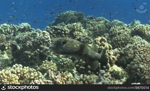 Kugelfisch, Porcupinefish (Diodon nicthemerus) and fish school, at the coral reef.