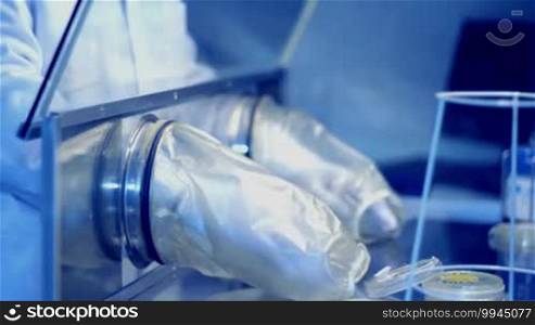 Labormediziner in einem Labor prüft Petrischalen gefährlichen Kulturen in einer Isolationsbox