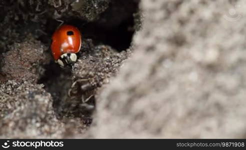 Ladybird in the anthill.