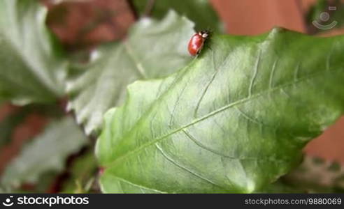 Ladybird on a leaf.