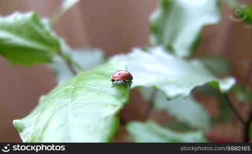 Ladybird on a leaf.