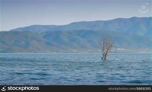 Lake, birds and flooded vegetation; coast and mountain in the distance