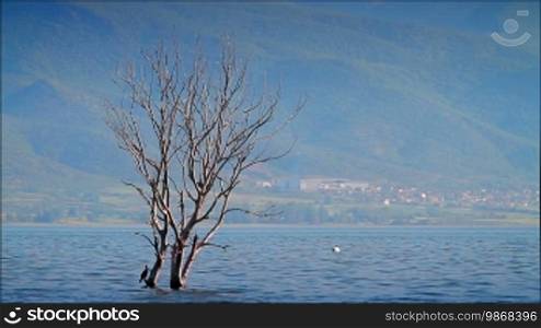 Lake, birds and flooded vegetation; coast and mountain in the distance. Dojran Lake, Macedonia.
