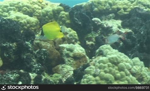 Langmaul-Pinzettfische, long-nosed butterflyfish am Korallenriff