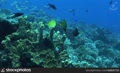 Langmaul-Pinzettfische, long-nosed butterflyfish at the coral reef