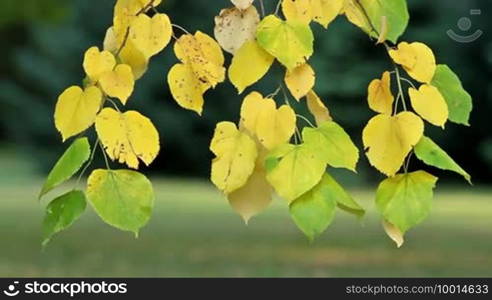 Linden leaves