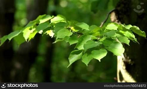 Linden leaves