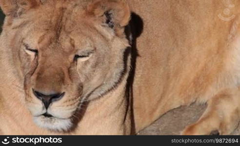 Lioness resting