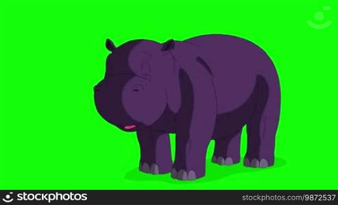 Little Violet Hippo Wakes Up and Opens His Mouth. Animated Motion Graphic Isolated on Green Screen