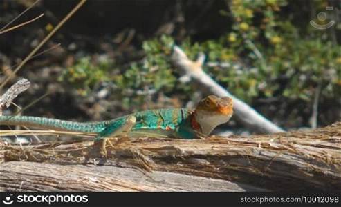 Lizard is sitting on a piece of wood