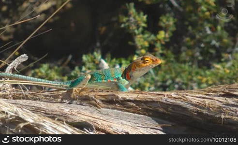 Lizard is sitting on a piece of wood