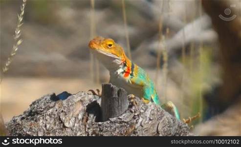 Lizard sitting on a tree stump