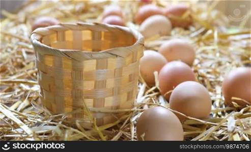 Local farmer collects eggs from chicken coop and places them in a basket.