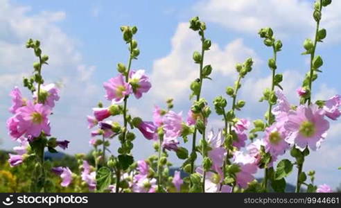 Lonely Malva flowers