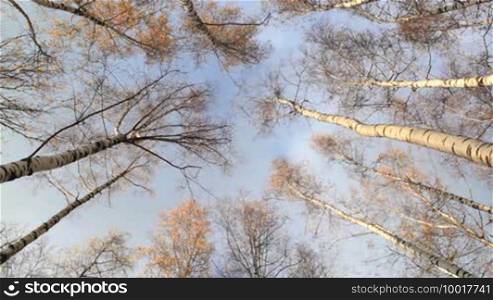 Looking up at birch trees. Time lapse. Beautiful nature background with moving clouds. Low angle shot.