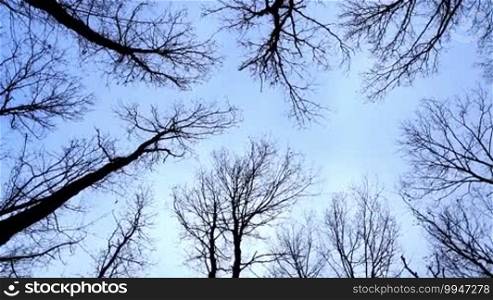 Looking up at the oak trees in winter