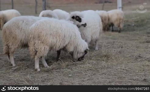 Lot of sheep on the beautiful green meadow