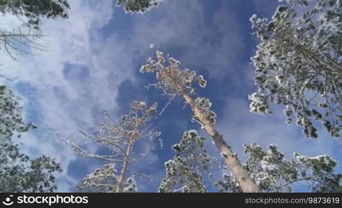 Low angle shot of pine trees covered with snow in the winter forest