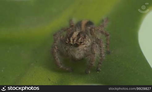 Macro full shot of a grey spider on a leaf