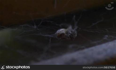 Macro sequence of a spider capturing a bee in its web.