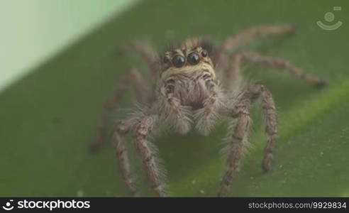 Macro view of a tiny grey spider looking at camera.