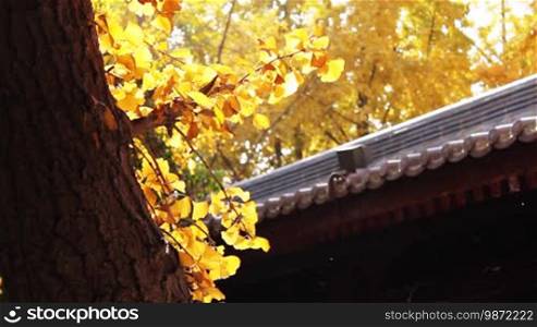 Maidenhair tree and Chinese traditional style building