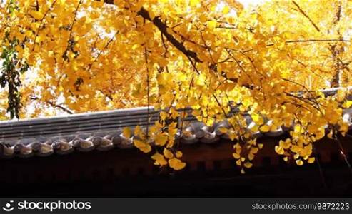 Maidenhair tree and Chinese traditional style building