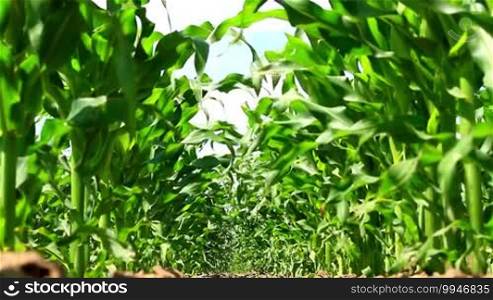 Maize field low angle view