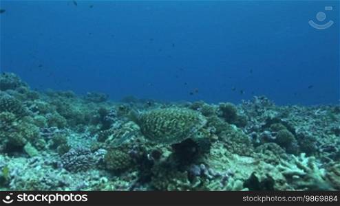 Mantaray, giant manta (Manta birostris), and turtle, in the sea, at the coral reef.