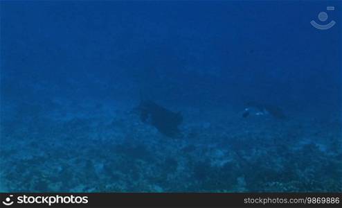 Mantaray, Giant Manta (Manta birostris), in the sea, at the coral reef.