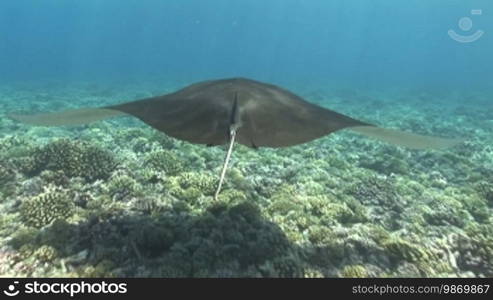 Mantaray, Giant Manta (Manta birostris), Mantaray