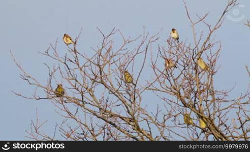 Many Goldfinch perched on a tree